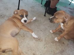 2 Female boxers pups need homeong together