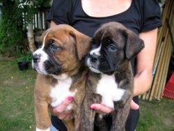Great Boxer Puppies For sale
