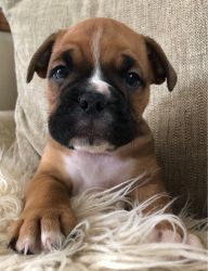 Two Friendly Boxer Puppies Available
