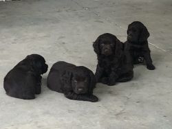 Boykin Spaniel puppies for sale!