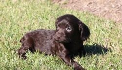 Awesome Male/female Boykin Spaniel Puppies.