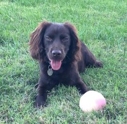Boykin Spaniel to be rehomed