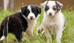 Working Bearded Collie Pups