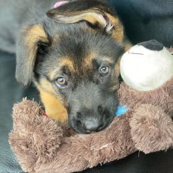 male and female German shepherd puppies for sale