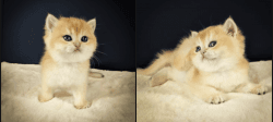 British Shorthair Golden Chinchilla Kittens for sale