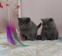 Cute British Short Hair Kittens