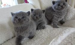 Free British Shorthair Kittens (xxx) xxx-xxx0