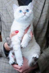 Kitten of British Shorthair breed with white coat and blue eyes