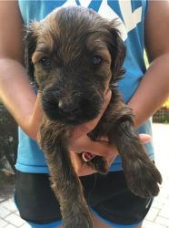 Briard Puppies For Sale