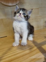British long hair kitten looking for new home