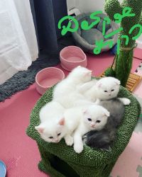 Reservation and sale wite kittens