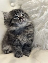 British Shorthair/longhair kittens looking for new home