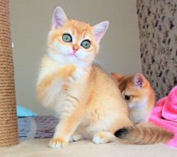 British semi shorthair kittens