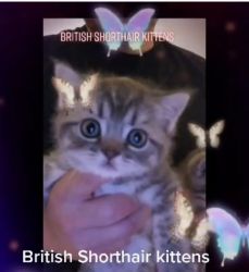 TICA registered female British shorthair kittens.