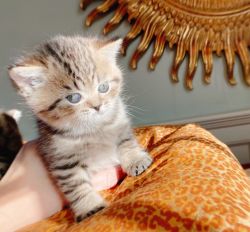 PURE BREED BRITISH SHORTHAIR KITTENS FOR SALE