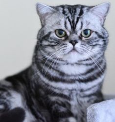 Adult male British shorthair cat.