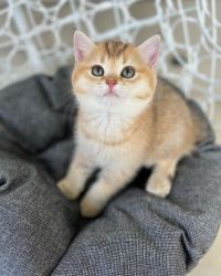 Available British Shorthair Kittens