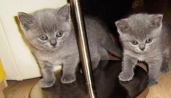 Absolutly amazing loving British Shorthair Cats & Kittens