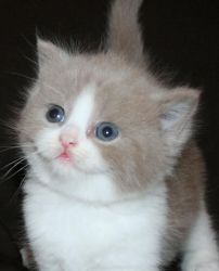British Shorthair kittens. Text (xxx) xxx-xxx0