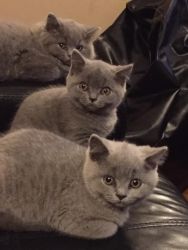 Two British Shorthair Kittens For Adoption