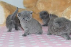 British shorthair kittens available call or text((xxx) xxxxxx4