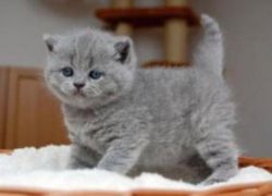 Blue British Short Hair Female Kittens Ready Now