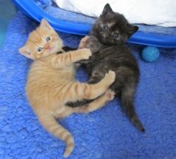 Cute British Shorthair kittens For Sale.e