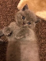 Champion Line Chunky British Shorthair Kitten