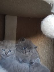 British Blue GCCF Active British Shorthair Kittens