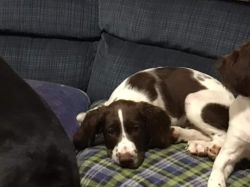 AKC registered brittany spaniel puppies