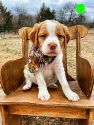 Akc registered American Brittany