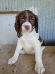 Gorgeous 12 week old Brittany female