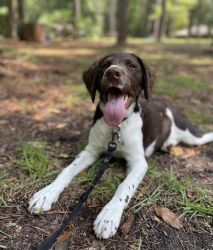 AKC Brittany Spaniel for Sale!