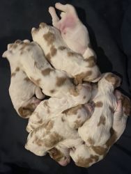 Akc Brittany puppies