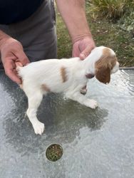 AKC Brittany Puppies