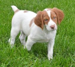 Nice Lovely Brittany Puppies Boy And Girl For Sale