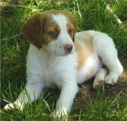 Brittany Puppies for Sale