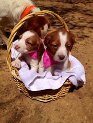 AKC Brittany Spaniel Puppies