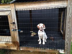20 week old male Brittany