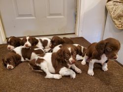 Brittany puppies