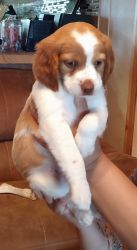 AKC registered Brittany puppies