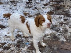 6mth old Brittany starter pups