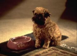 Looking for retired Brussels Griffon