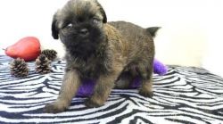 Brussels Griffon Puppies for Sale
