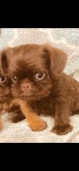 Brussels Griffons