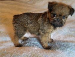 Playful Brussels Griffon Puppies male and female puppies for rehoming