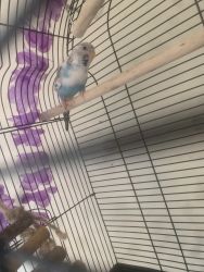 Male Budgie with cage, food, treats, and toys.