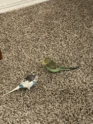 Budgie/parakeets for sale