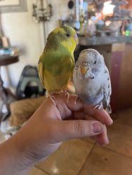 Please adopt these two amazing birds