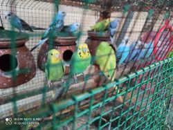 Budgies And Finches available